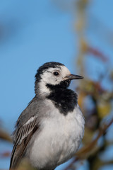 White Wagtail Closeup with Copy Space Above