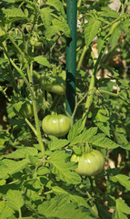 Piquet pour plant de tomate