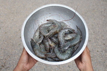 Fresh shrimps for cooking