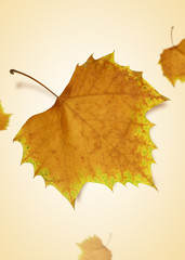 가을 프레임&오브젝트, 가을 배너