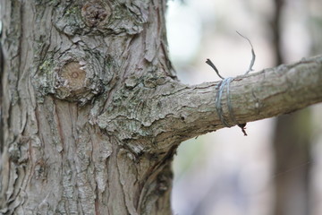 Old Park in Kabardinka, Black Sea, summertime