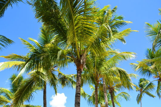 tree, palm, coconut, tropical, nature, green, leaf, animal, fruit, sky, leaves, palm tree, plant, squirrel, coconuts, jungle, blue, trees, beach, summer, coconut tree, exotic, forest, asia, caribbean