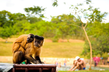 Macacos na sociedade
