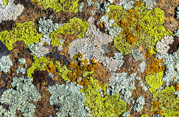 Color lichen on stone top view - obrazy, fototapety, plakaty