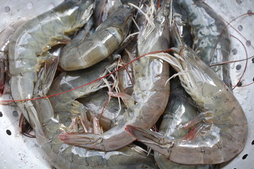 Fresh shrimps for cooking