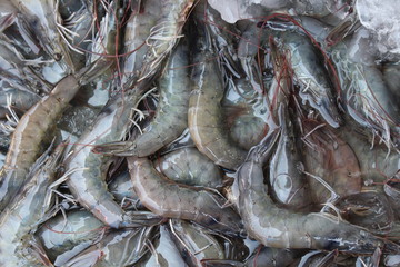 Fresh shrimps for cooking