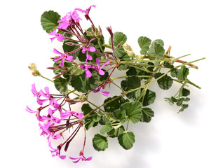 Kapland-Pelargonie, Umckaloabo, Pelargonium, reniforme