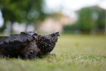 Alligator snapping turtle in the garden