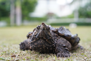 Alligator snapping turtle in the garden