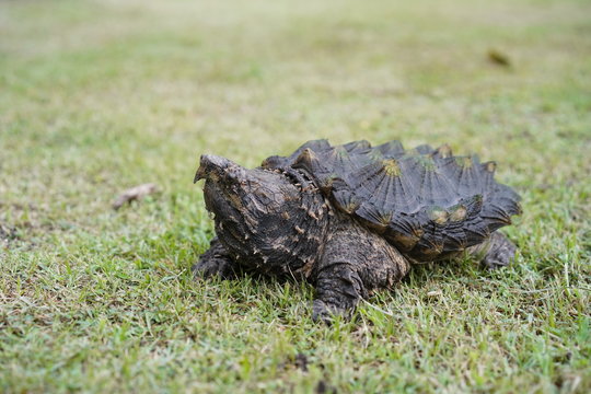 Alligator snapping turtle in the garden