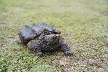 Alligator snapping turtle in the garden