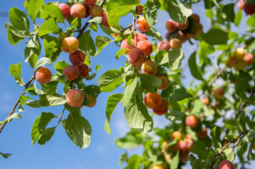 Prunus cerasifera cherry plum tree, myrobalan plum branches full of ripening fruits, green foliage against blue sky