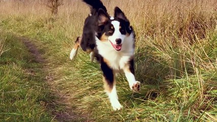 Slow motion - Happy Aussie dog runs in the autumn field. Beautiful Australian shepherd puppy 10 months old enjoy playing on meadow.