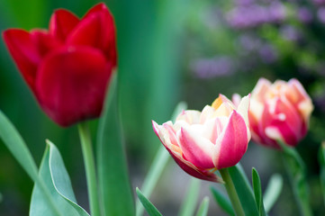 Colorful white and pink common tulips in the garden, colorful petals on green stems, beautiful springtime flowers in bloom