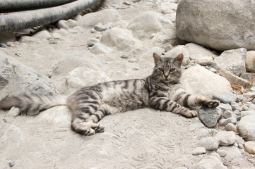 European wildcat with silver marble fur, beautiful cat on rocky stones in Samaria gorge, Crete...