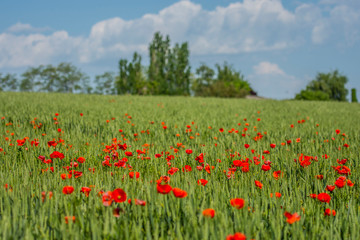 Fototapeta na wymiar Landscape of Corn field and red poppies, ( Papaveraceae ), with trees in background and and cloudy blue sky