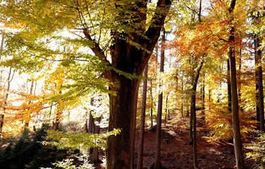 Herbstwald