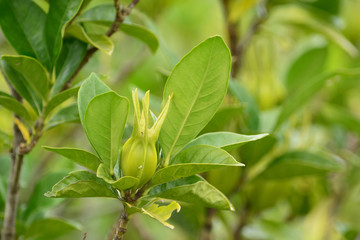 Yellow fruits of  cape jasmine.