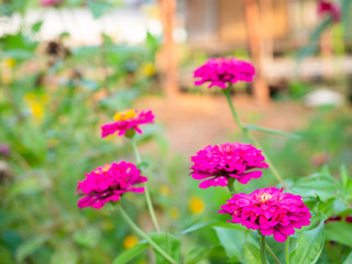Fototapeta premium Zinnia violacea Cav , Beautiful pink flowers..
