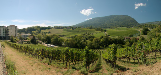 Vineyards in the village of Boudry in Romandie, Swiss Alps