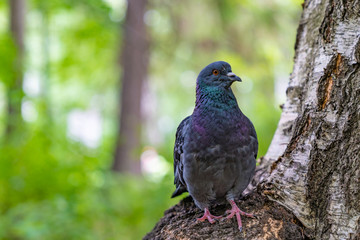 pigeon bird sitting on tree
