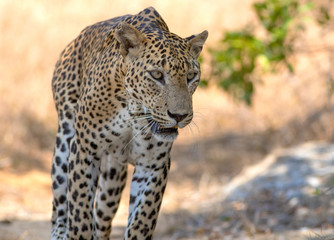 Fototapeta na wymiar Leopard taking a stroll