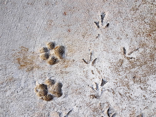 High Angle View of Foot Prints of Dogs and Birds on Concrete Floor