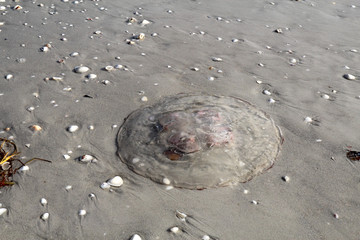 Fototapeta premium Jellyfish on the beach at Sanibel Island Florida