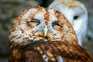 tawny owl or brown owl (Strix aluco)