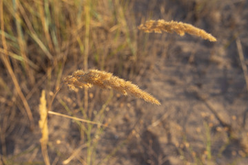 Dry plants in yellow tones