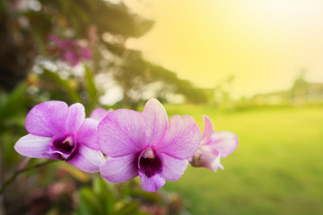 Pink orchid in the morning