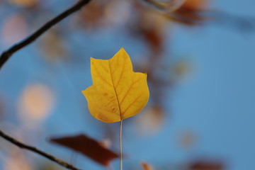 Gelbes Blatt vor blauem Himmel an Herbstbaum 