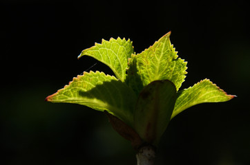 Hydrangea foliage in sunlight isolated against dark background