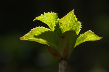 Hydrangea foliage in sunlight isolated against dark background
