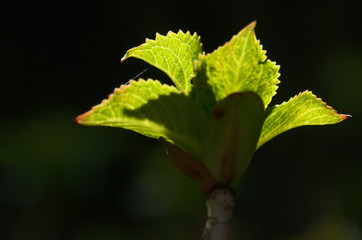 Hydrangea foliage in sunlight isolated against dark background