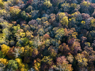 Naklejka na ściany i meble Autumn Aerial over fall colored trees