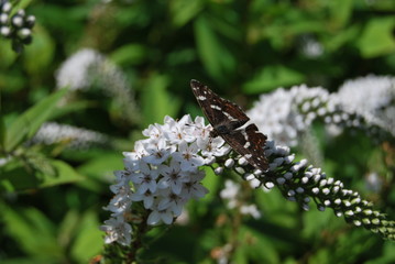 Schneefelberich (Lysimachia clethroides) mit Schmetterling