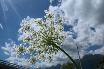Umbellifer flower head against the sky, Flums, Swiss Alps