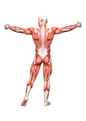 3D Rendering Male Anatomy Figure on White.