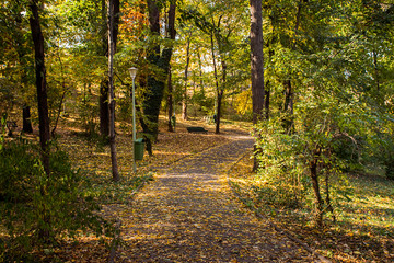 Obraz premium Autumn landscape in park 