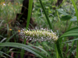Carex lasiocarpa blooms after rain