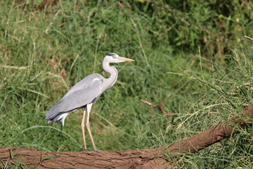 Grey Heron Kenya