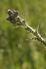 Thistles buds in meadow, Swiss alps