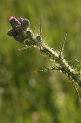 Thistles buds in meadow, Swiss alps