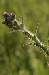 Thistles buds in meadow, Swiss alps