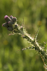 Thistles buds in meadow, Swiss alps