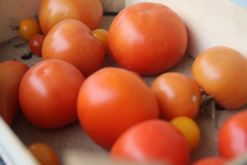 Unterschiedlich große Tomaten 
