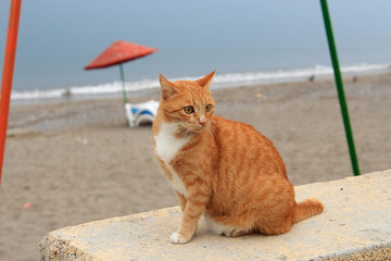 cat - beach lover