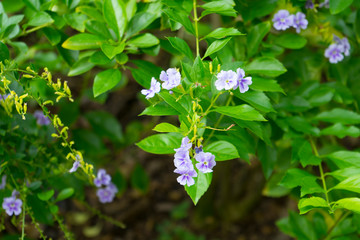 Golden Dew Drop, Pigeon Berry, Sky Flower ( Duranta erecta ), The flowers are light-blue or lavender color.