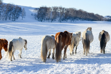 Bashang of Inner Mongolia horse farm horses